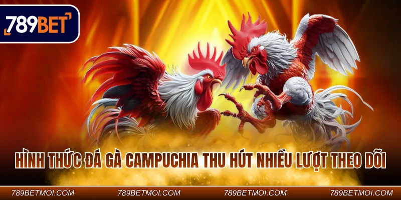 Hình thức đá gà Campuchia thu hút nhiều lượt theo dõi